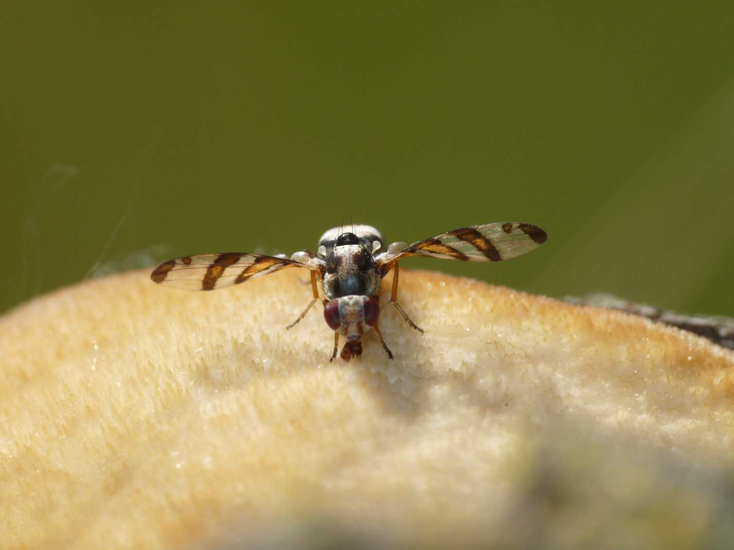 Moschine danzanti: Myennis octopunctata ♀ (Ulidiidae).